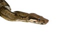 Boa constrictor Royalty Free Stock Photo