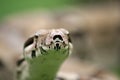 Boa constrictor Royalty Free Stock Photo