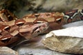 Boa constrictor