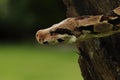 The boa constrictor Boa constrictor, also called the red-tailed boa or the common boa, detail, on the old branche Royalty Free Stock Photo