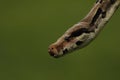 The boa constrictor Boa constrictor, also called the red-tailed boa or the common boa, detail, on the old branche Royalty Free Stock Photo
