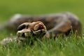 The boa constrictor Boa constrictor, also called the red-tailed boa, detail portrait in the green grass Royalty Free Stock Photo