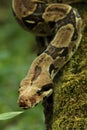 The boa constrictor Boa constrictor, also called the red-tailed boa or the common boa, on the old branche Royalty Free Stock Photo