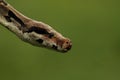 The boa constrictor Boa constrictor, also called the red-tailed boa portrait up to close Royalty Free Stock Photo