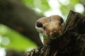 The boa constrictor Boa constrictor, also called the red-tailed boa or the common boa, on the old branche Royalty Free Stock Photo