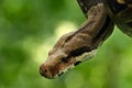 The boa constrictor Boa constrictor, also called the red-tailed boa or the common boa, on the old branche Royalty Free Stock Photo