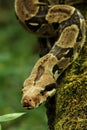 The boa constrictor Boa constrictor, also called the red-tailed boa or the common boa, on the old branche Royalty Free Stock Photo