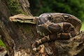 The boa constrictor Boa constrictor, also called the red-tailed boa or the common boa, on the old branche Royalty Free Stock Photo