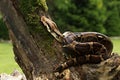 The boa constrictor Boa constrictor, also called the red-tailed boa or the common boa, on the old branche before a hunt Royalty Free Stock Photo