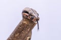 The boa constrictor Boa constrictor, also called the red-tailed boa or the common boa, is a species of large, non-venomous, Royalty Free Stock Photo