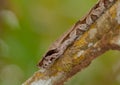 Boa Constrictor on a branch