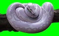 Boa Constrictor with Clipping Path, Albino Anaconda, Ball Python.