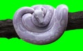 Boa Constrictor with Clipping Path, Albino Anaconda, Ball Python.