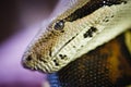 Boa constrictor close up Royalty Free Stock Photo