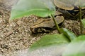 Boa Constrictor in plants