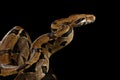 Boa constrictor imperator color, on isolated black background Royalty Free Stock Photo