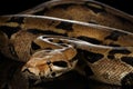 Boa constrictor imperator color, on isolated black background Royalty Free Stock Photo