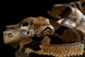 Boa constrictor imperator color, on isolated black background Royalty Free Stock Photo