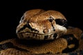 Boa constrictor imperator color, on isolated black background Royalty Free Stock Photo