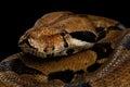 Boa constrictor imperator color, on isolated black background Royalty Free Stock Photo