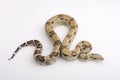 Boa Constrictor isolated on white background