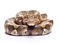 Boa Constrictor isolated on white background