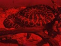 Boa constrictor in red glass serpentarium Royalty Free Stock Photo