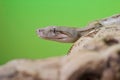 Boa constrictor reptile snake close up macro portrait Royalty Free Stock Photo