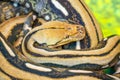 Boa Constrictor Snake curled up resting Royalty Free Stock Photo