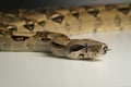 Boa constrictor snake on white background Royalty Free Stock Photo