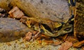 Boa constrictor snake head close up Royalty Free Stock Photo