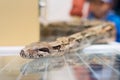 Boa constrictor snake head detail glass pet shop Royalty Free Stock Photo