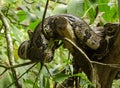 Boa Constrictor Snake in Tree, Tobago