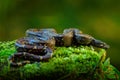 Boa constrictor snake in the wild nature, Costa Rica. Wildlife scene from Central America. Travel in tropic forest. Dangerous Royalty Free Stock Photo