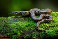 Boa constrictor snake in the wild nature, Costa Rica. Wildlife scene from Central America. Travel in tropic forest. Dangerous Royalty Free Stock Photo