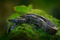 Boa constrictor snake in the wild nature, Costa Rica. Wildlife scene from Central America. Travel in tropic forest. Dangerous Royalty Free Stock Photo