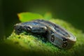 Boa constrictor snake in the wild nature, Costa Rica. Wildlife scene from Central America. Travel in tropic forest. Dangerous Royalty Free Stock Photo