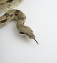 Boa Constrictor with tongue extended Royalty Free Stock Photo