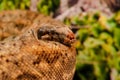 The boa constrictor (Boa constrictor), also called the red-tailed boa or the common boa Royalty Free Stock Photo