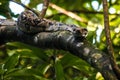 Boa in the face Royalty Free Stock Photo