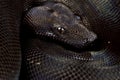 Boa `Black,increased melanism gene` Boa imperator Royalty Free Stock Photo