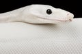 Boa imperator `Leucistic` Boa imperator Royalty Free Stock Photo