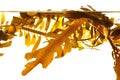 Boa kelp Royalty Free Stock Photo