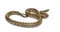 Boa madagascariensis, Sanzinia madagascariensis, snake Royalty Free Stock Photo
