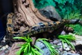 Boa snake inside a zoo as a pet, snake concept