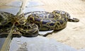 Boa snake python vertebrate scales terrarium Royalty Free Stock Photo