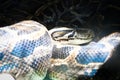 Boa snake relaxing between light and shadow