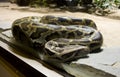 Boa snake vertebrate scales the tropics viviparous Royalty Free Stock Photo