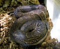 Boa snake vertebrate scales the tropics viviparous