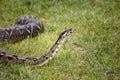 Boa sniff Royalty Free Stock Photo